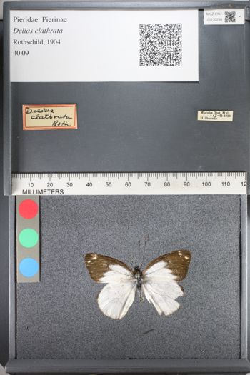 Media type: image;   Entomology 130238